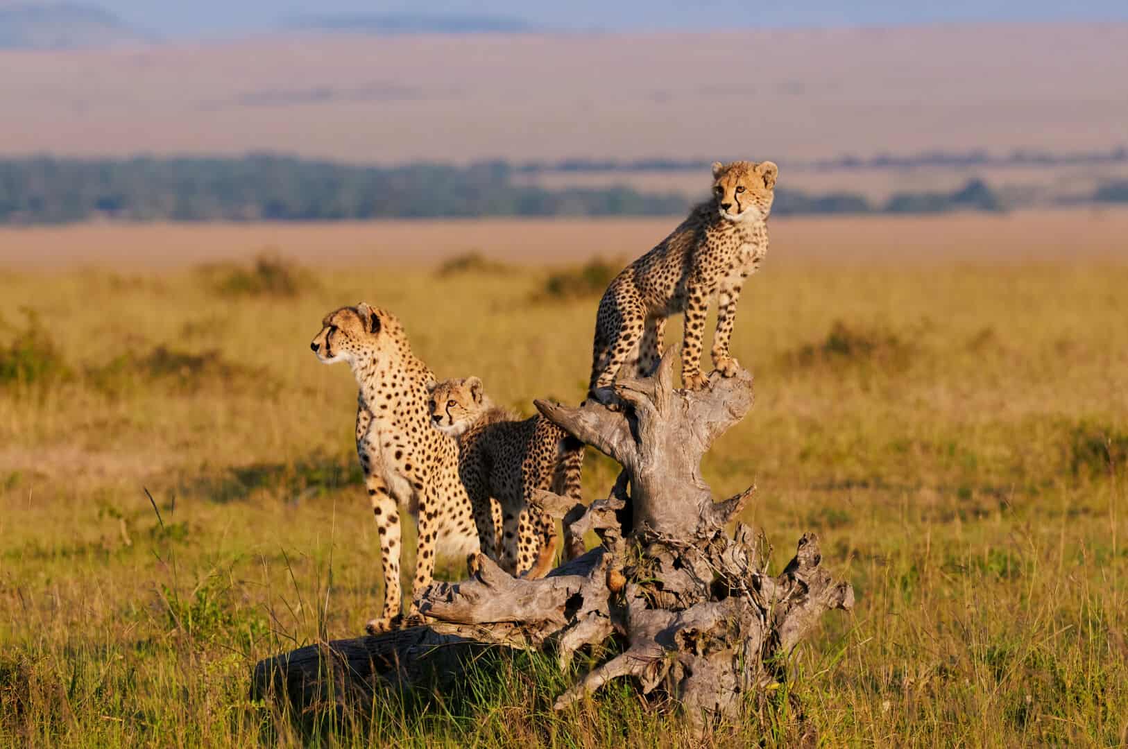 KENYA : Fotosafari nella terra di Enkai